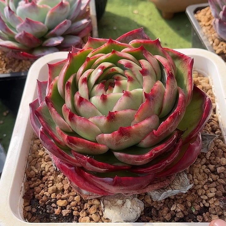 惊鸿仙子多肉植物128