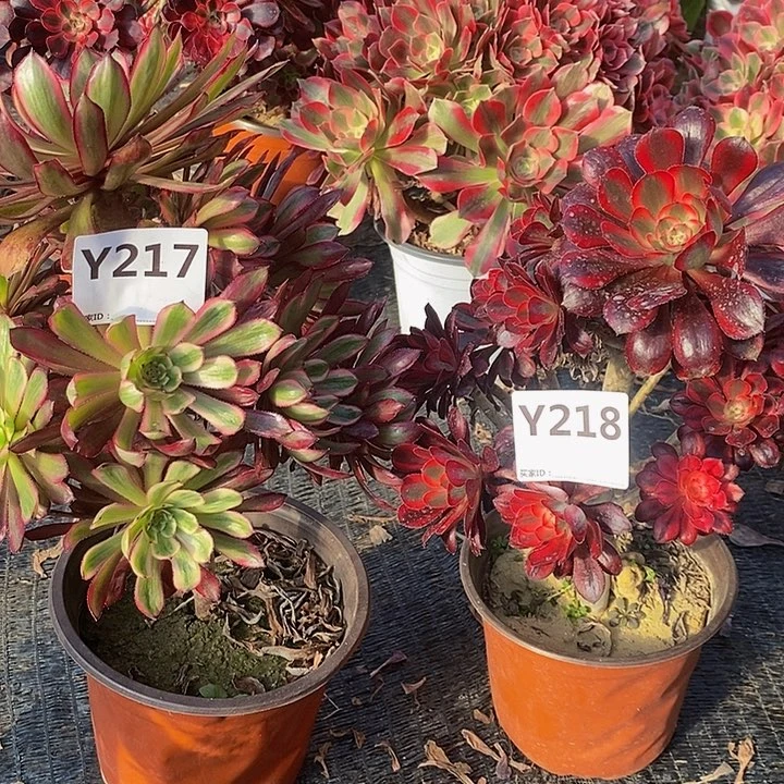 紫霞丽娜。 217218。       多肉