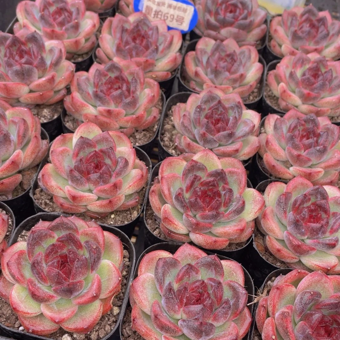 量拍69号 暗夜单头一个