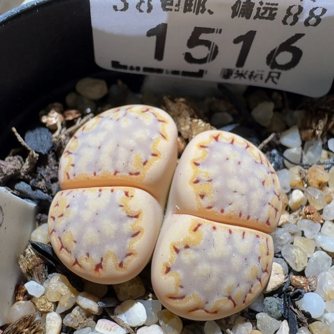 zzzz生石花肉锥1516