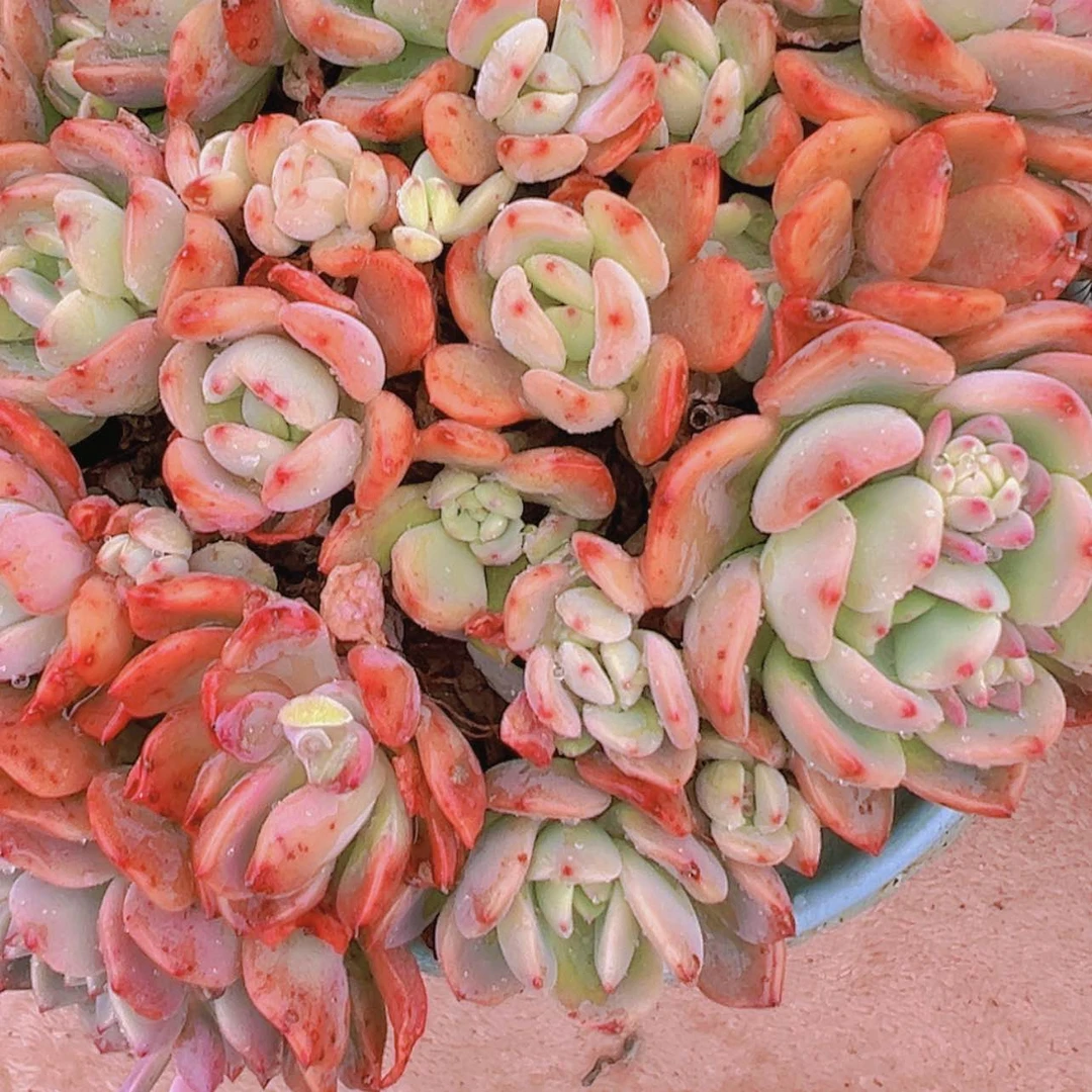 【闪购商品】芬达多肉8.8