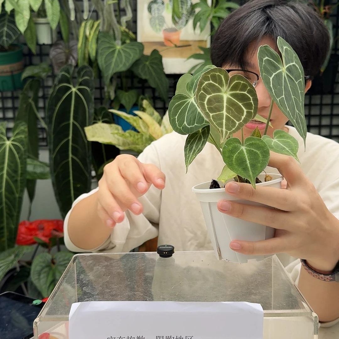 完全开放I73晨雾克莱恩