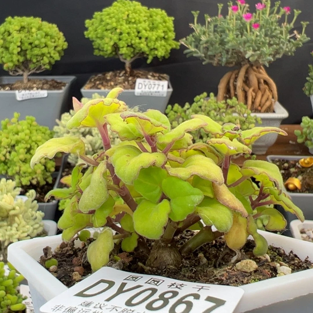 【闪购商品】D****羊dy0867艾氏延命草