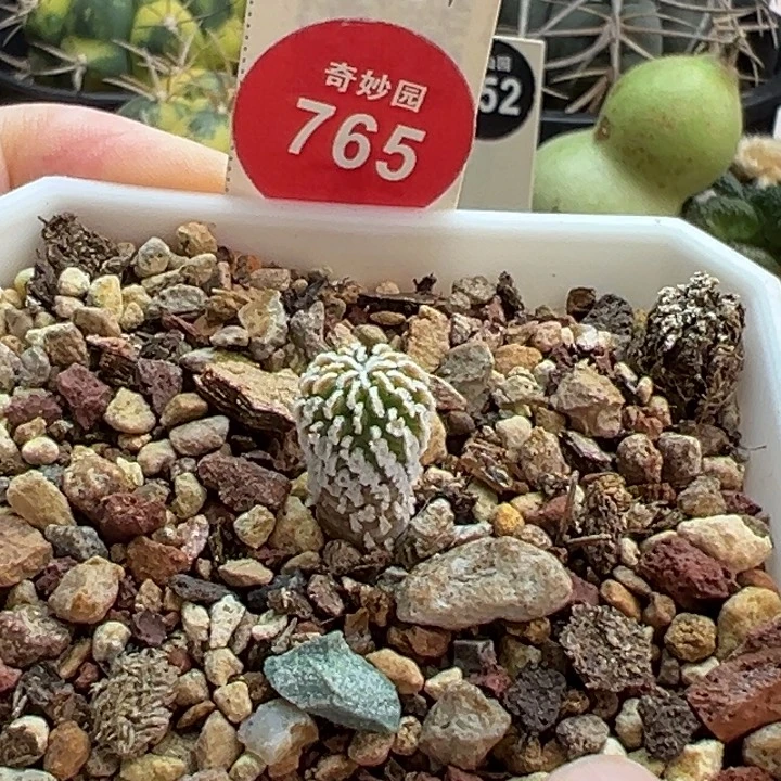 实生焦尤精巧殿刺缀一棵1cm