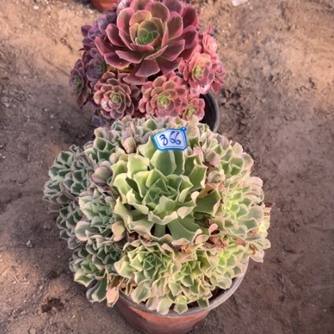 866多肉植物组合，
