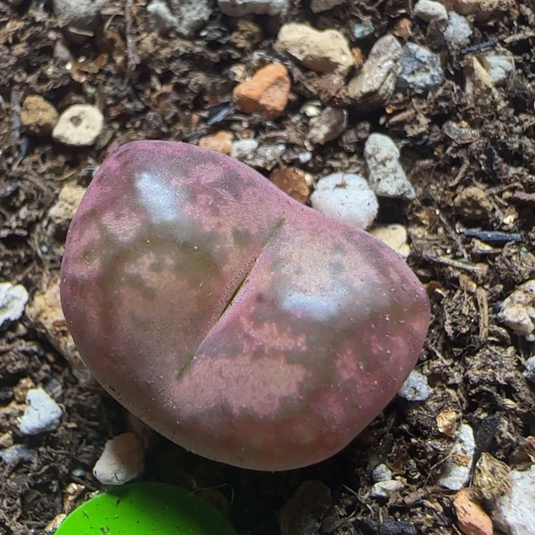 杂交漂亮多肉植物982