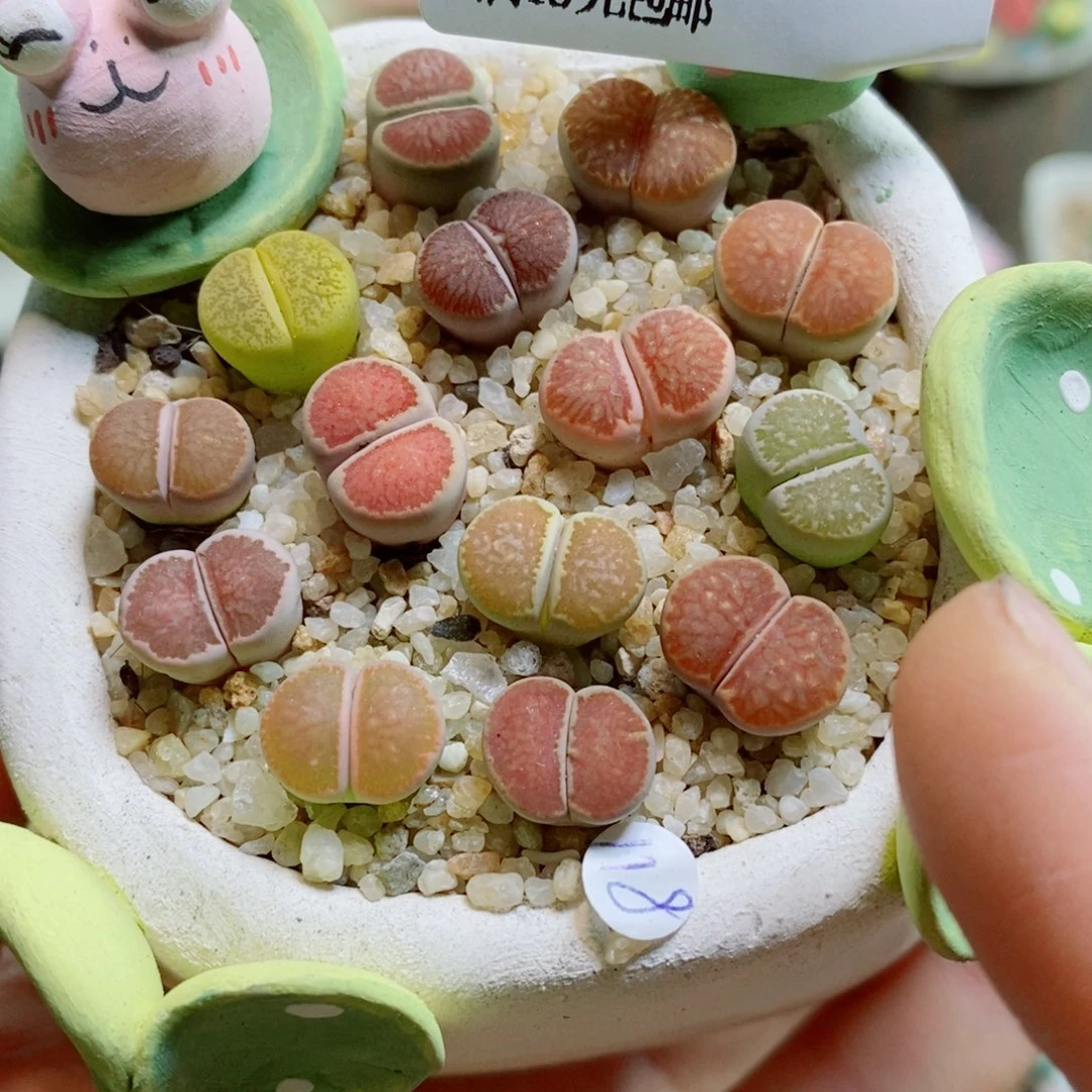 生石花花花花花花花228