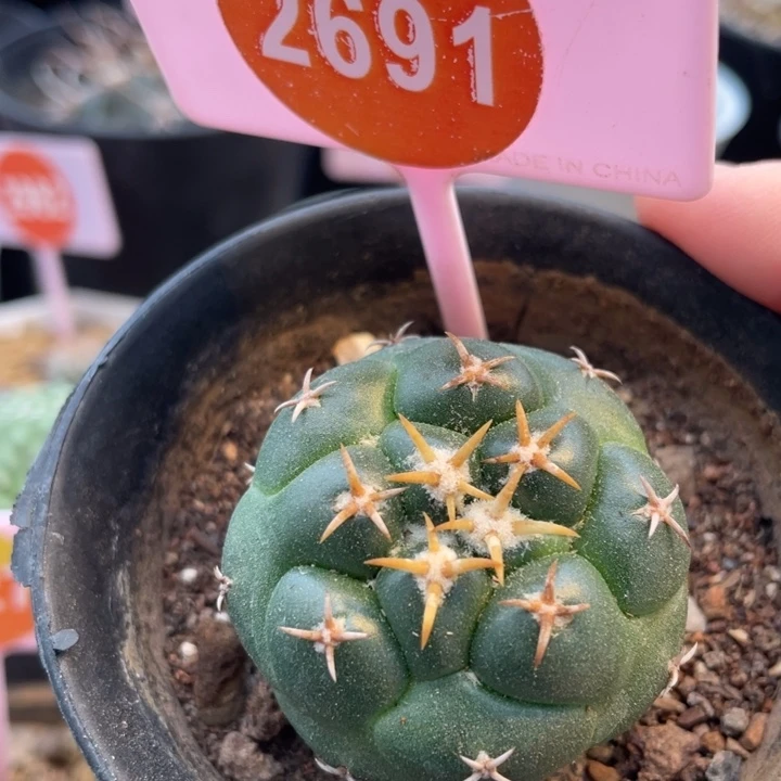 实生短豪刺象牙2691