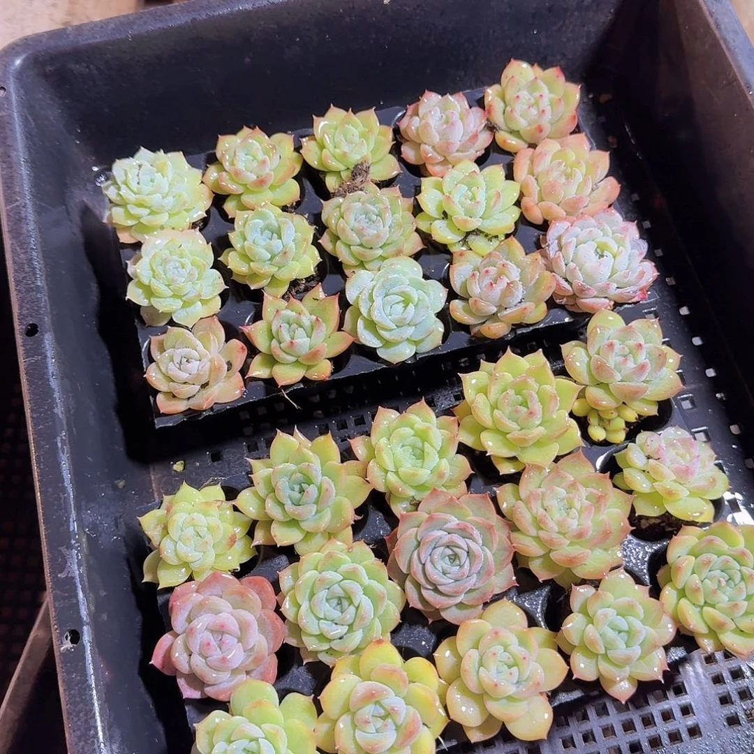 直播福利一物一拍117