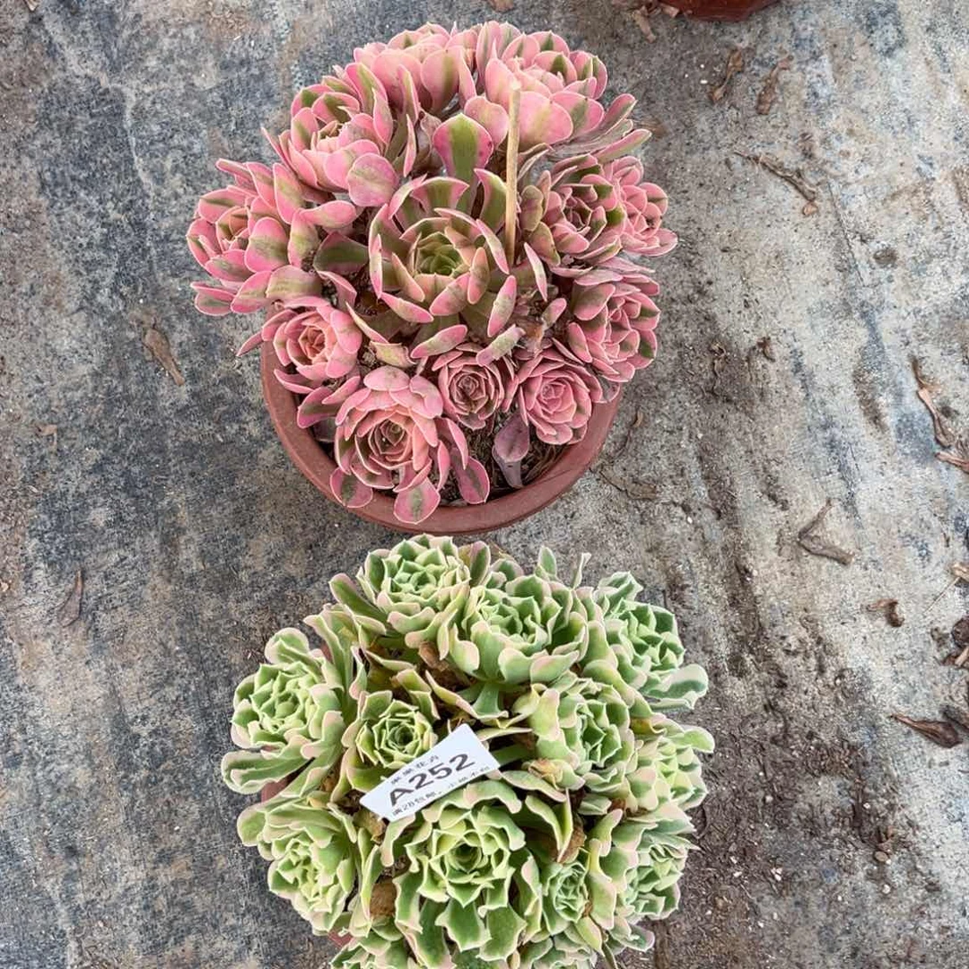 【闪购商品】套餐252多肉