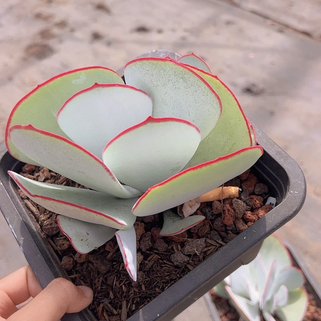 白眉大单头带崽精品多肉