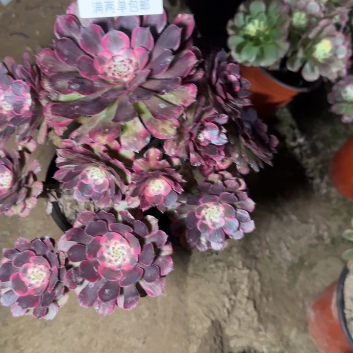 8990霁月多肉植物