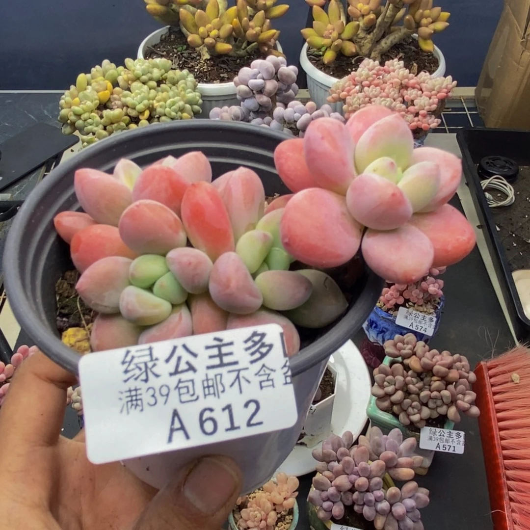 612樱花洛神多肉7c m