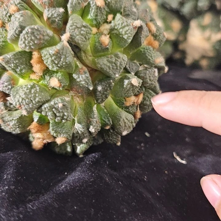 一物一拍，苗接仙人球！