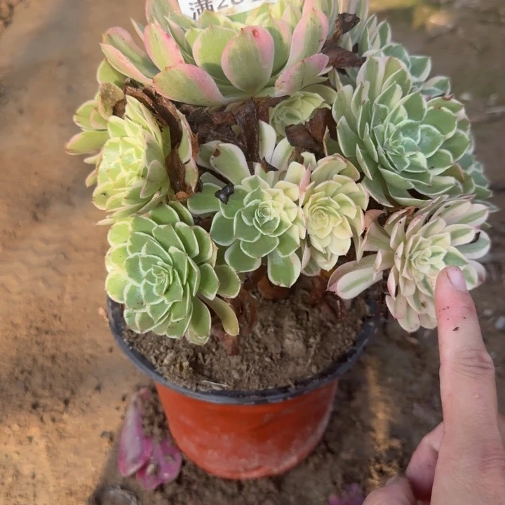 6392二号棚棚万花筒C