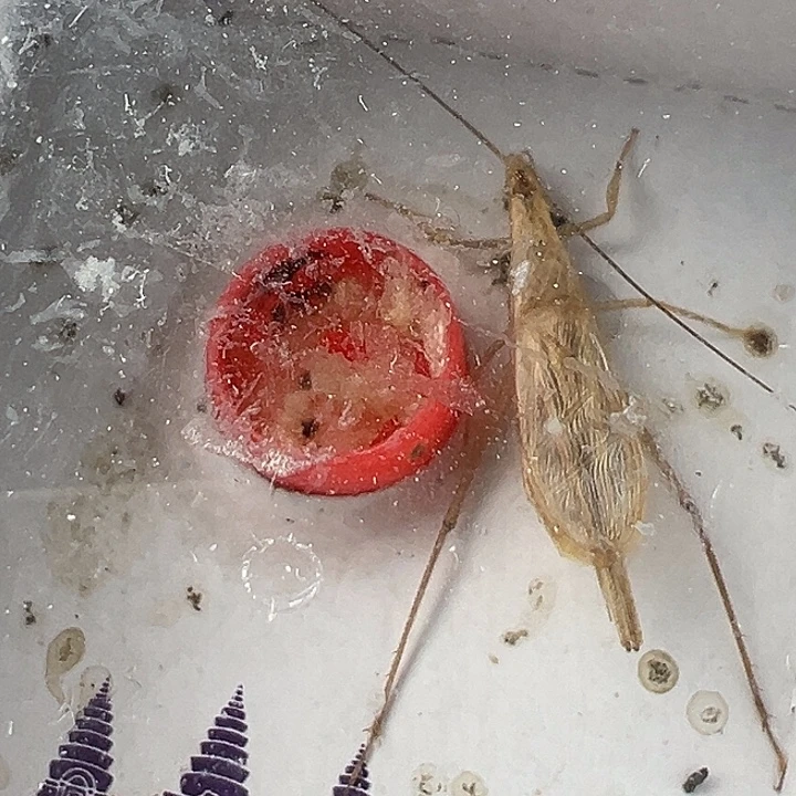 精品柬埔寨一只………………