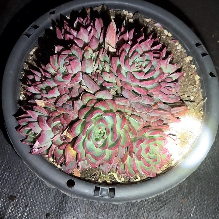 多肉植物，东云杂交