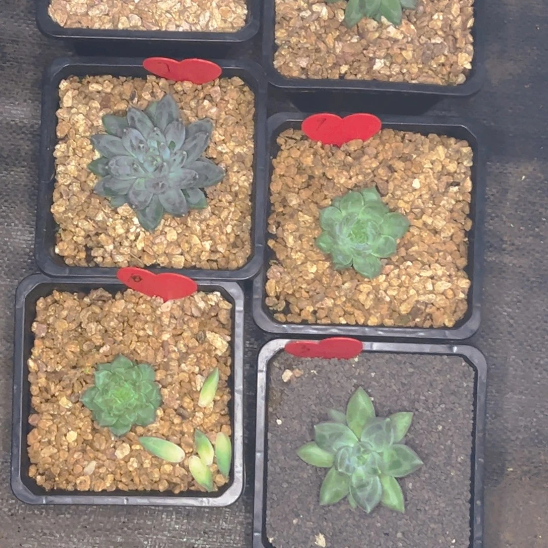 森 暗纹美人6颗 群生1颗 发货