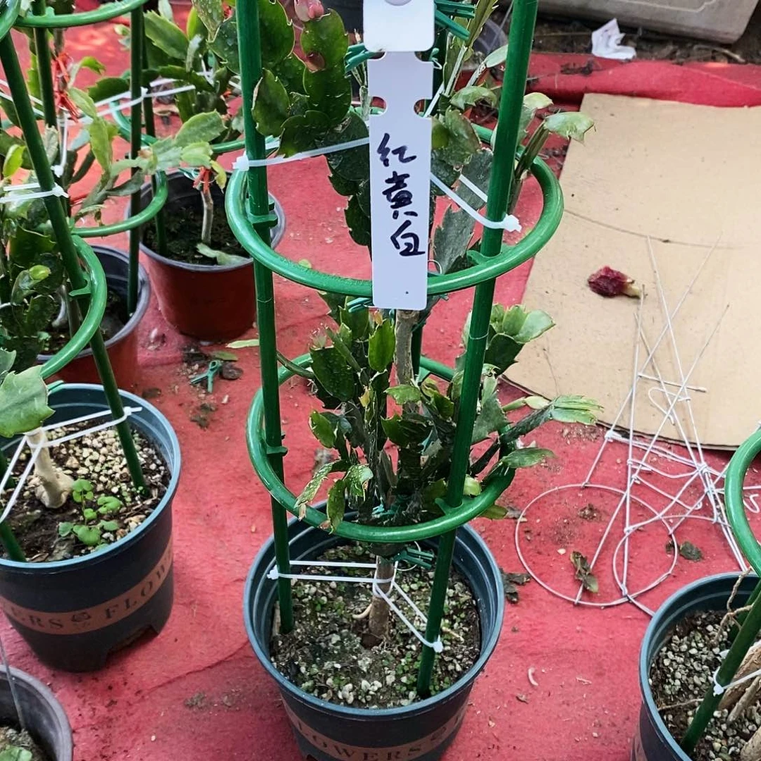 紫***若无花朵福利款三层