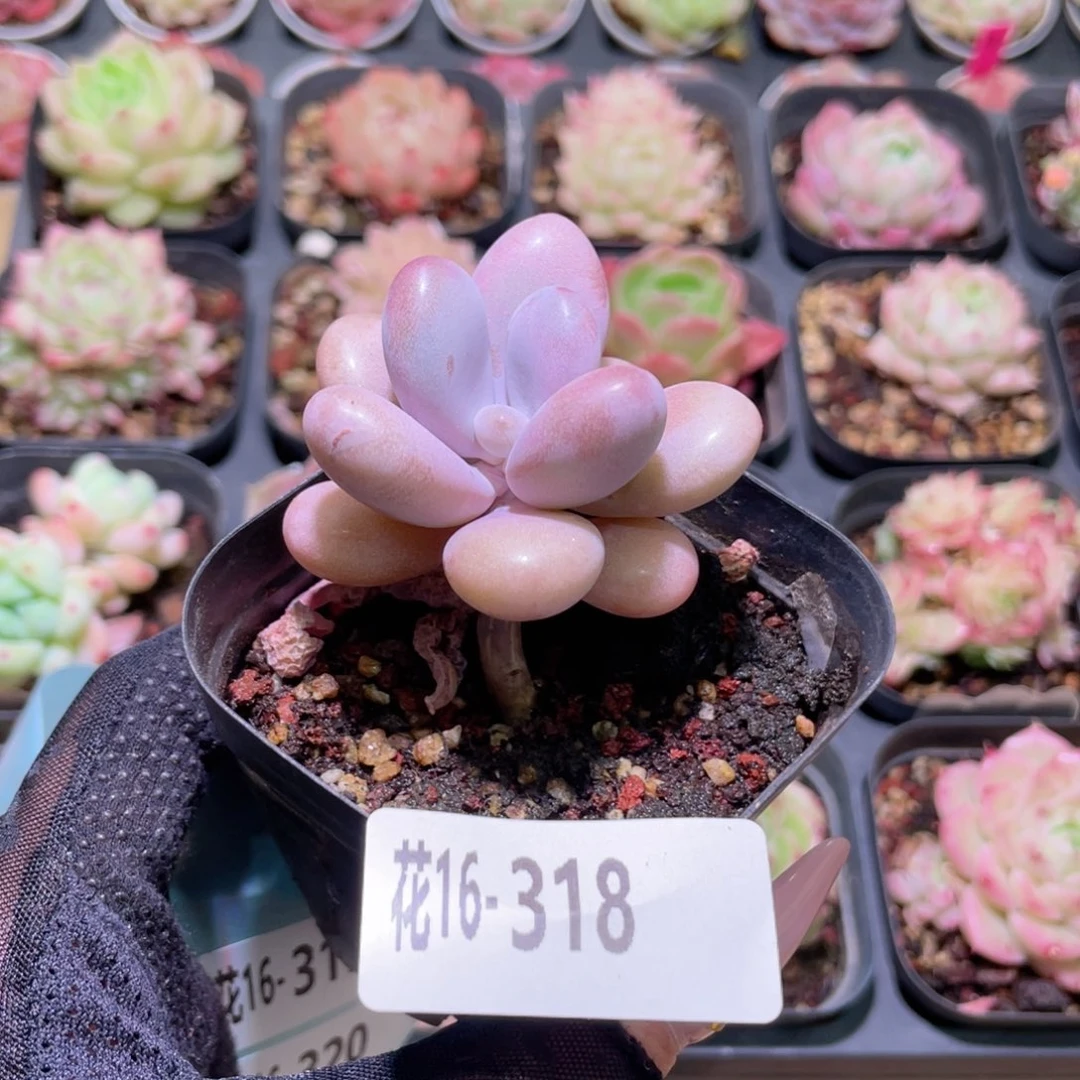 花利美16-318桃蛋