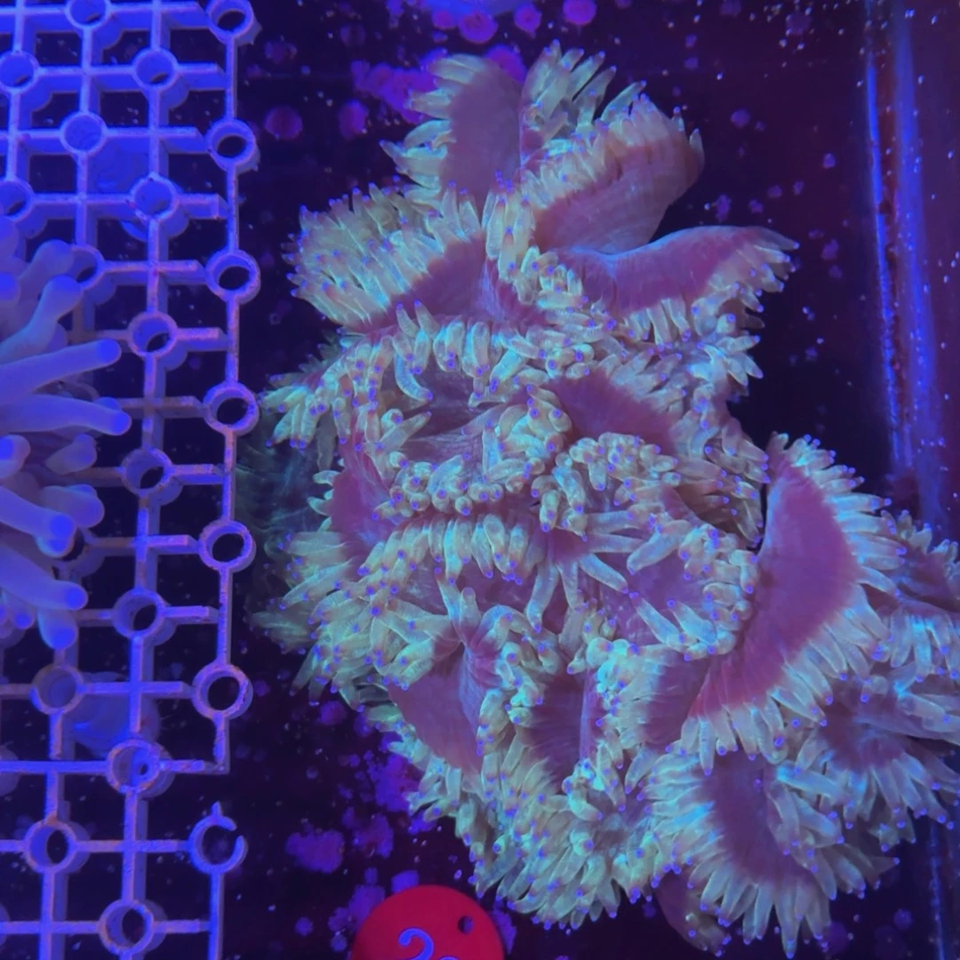 万鱼来朝海水观赏