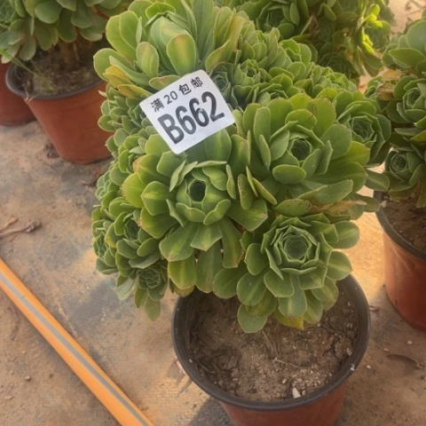 662琉璃翡翠不包断枝