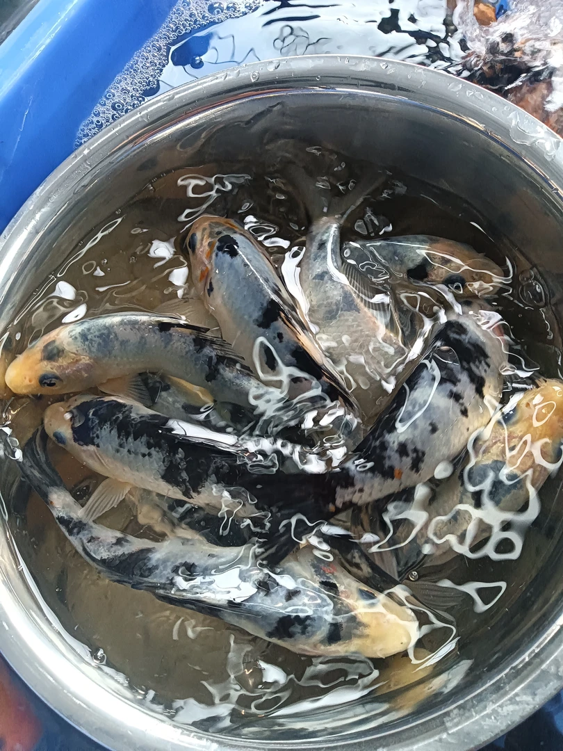 小黑 白奶牛7条。