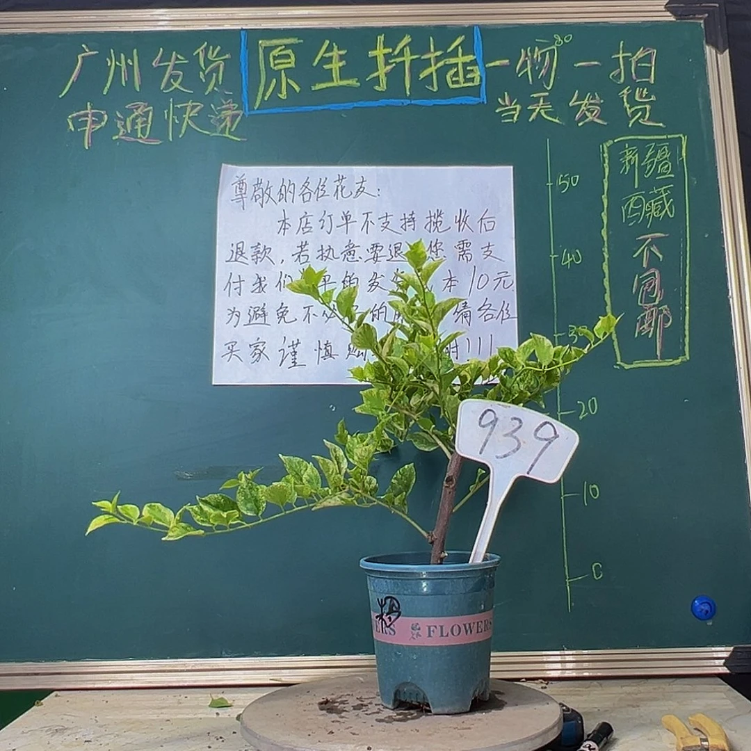 当前无花栽培后可以开花斑叶米罗939