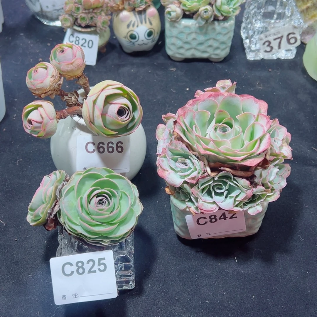 铜***司666戈梅拉飘枝群➕825彩晶小双头➕842锦鲤手捧花。  三颗