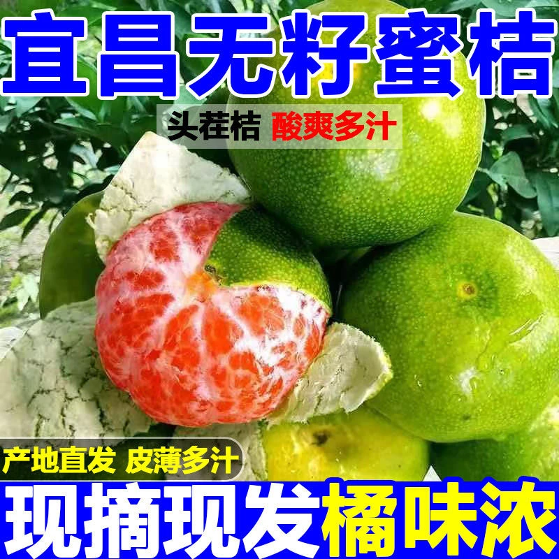 宜昌蜜桔 现摘先发 新鲜青皮 孕妇水果酸甜可口