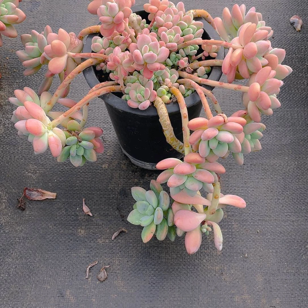 @***熟洛神多肉植物中群