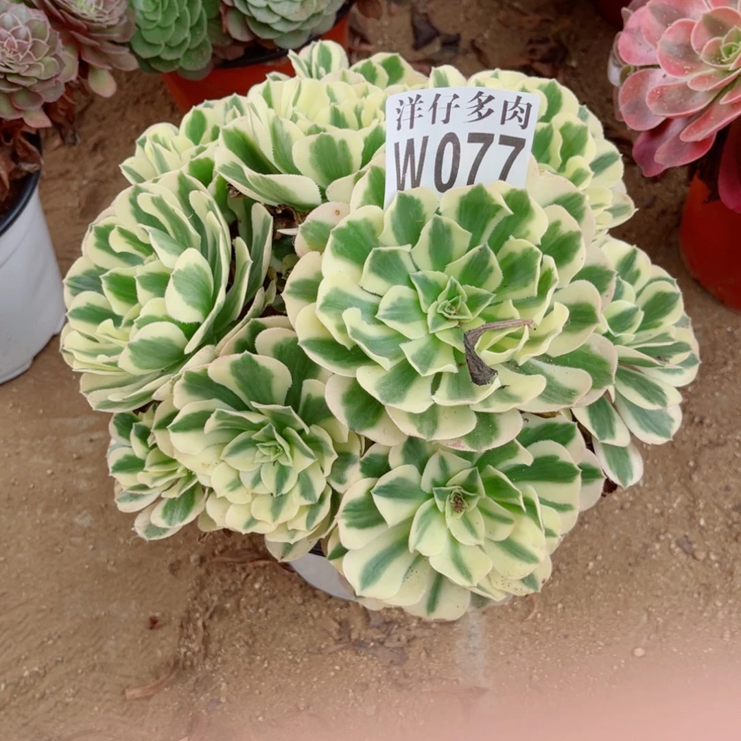 077迈巴赫尺寸28左右