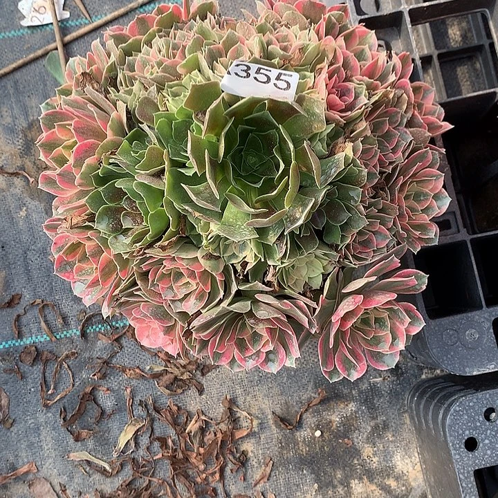 风***筝355.红粉佳人多肉植物