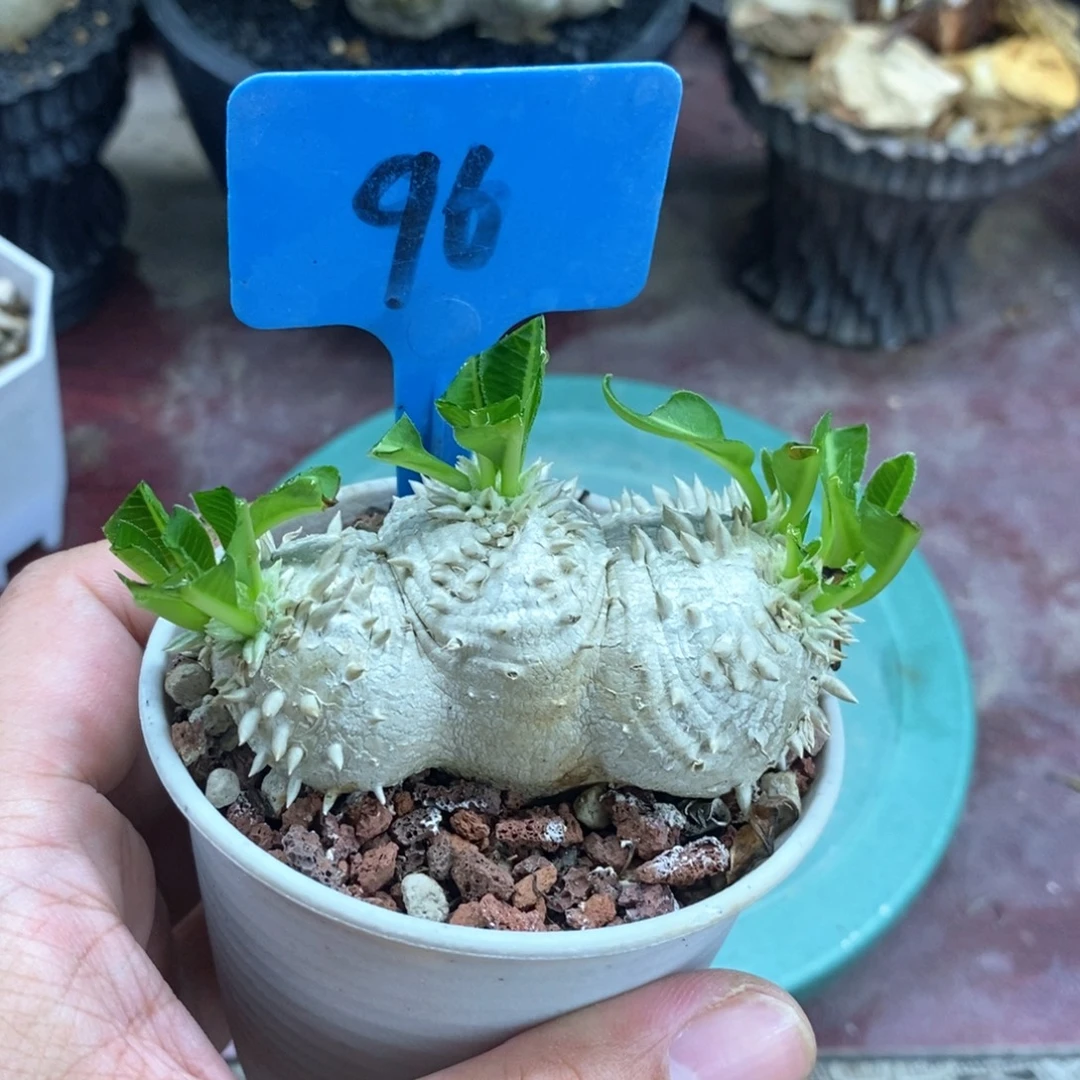 惠比须笑多肉植物