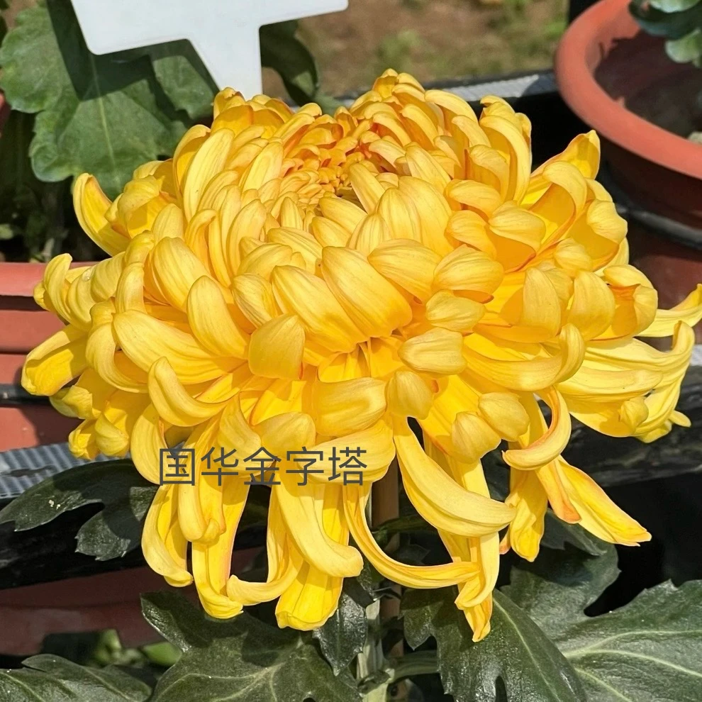 【国华金字塔】稀有品种菊花盆栽菊苗耐寒植物开花大菊花带花苞好养