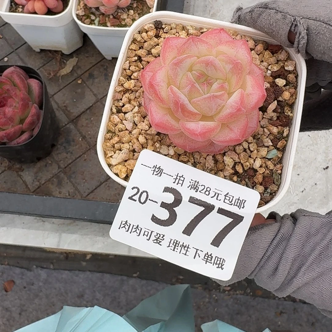 美梦无盆土发货无