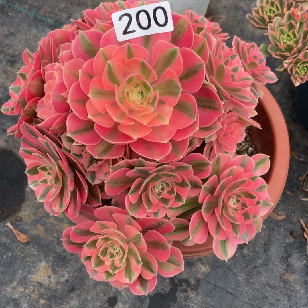 八*菲200女巫111111多肉