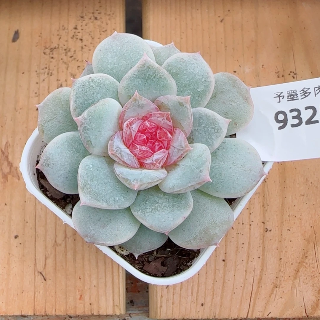 新品，9325多肉植物