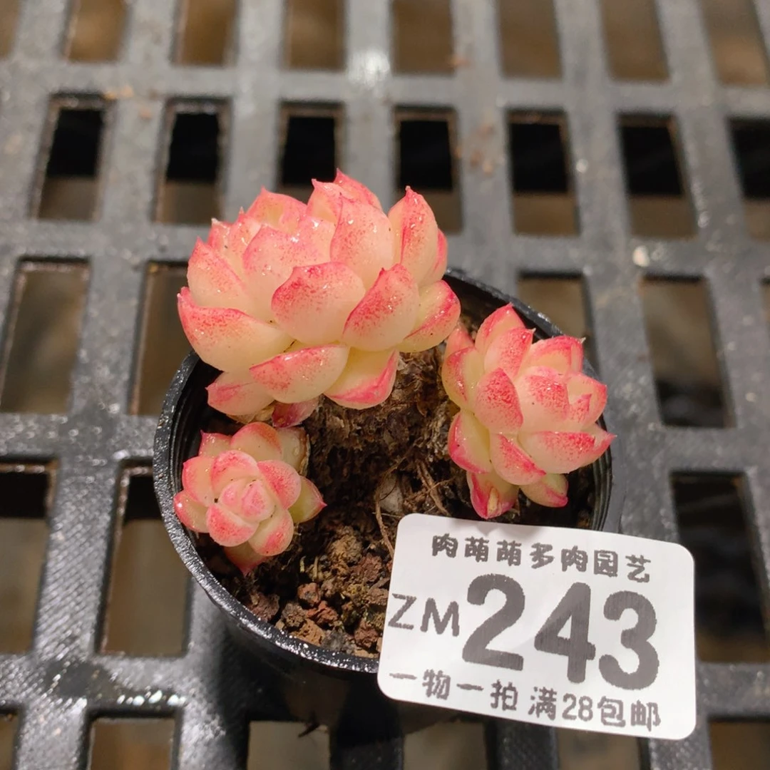 肉萌萌拇指盆精控多肉ZM243