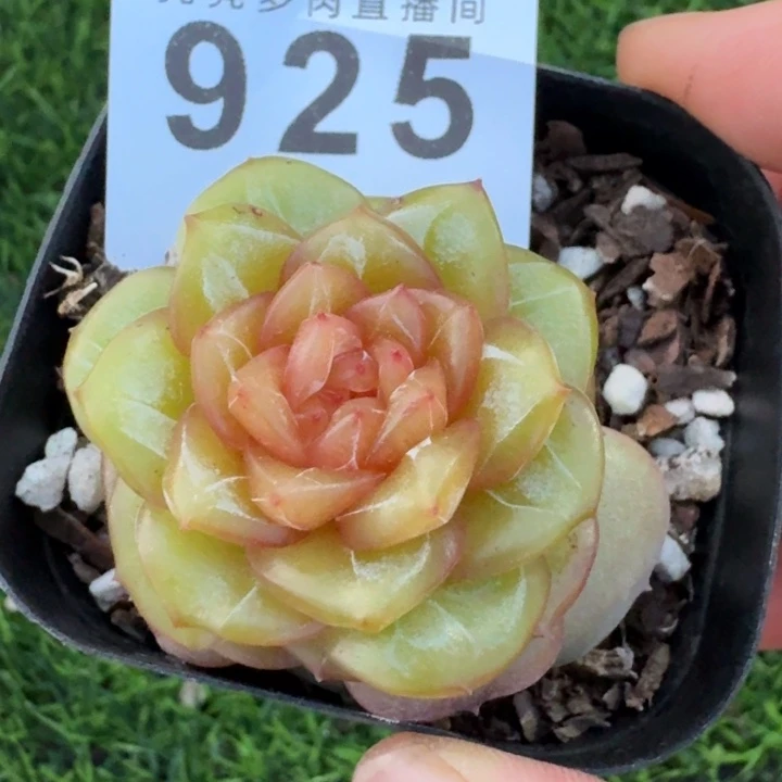 宫花            多肉植物