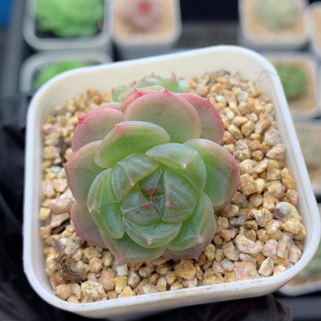 58包邮  群生不包整糖心78