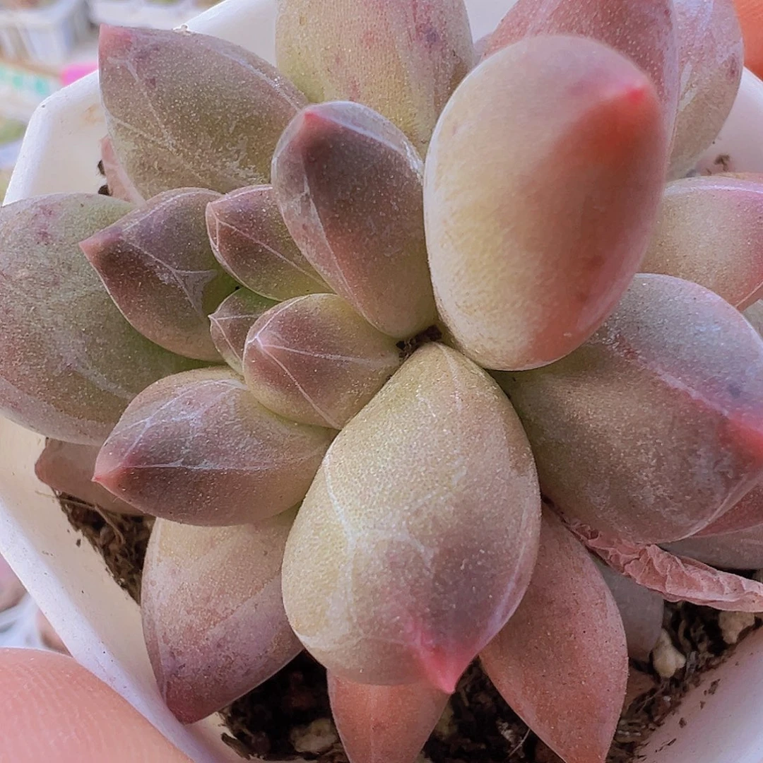 双头重楼19包邮多肉植物