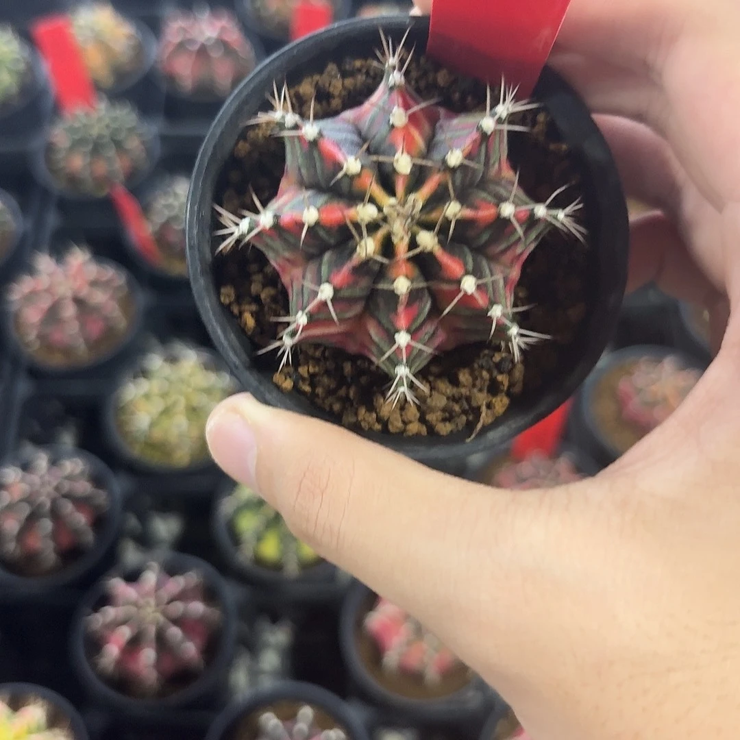 L701-1117广东发货 9s