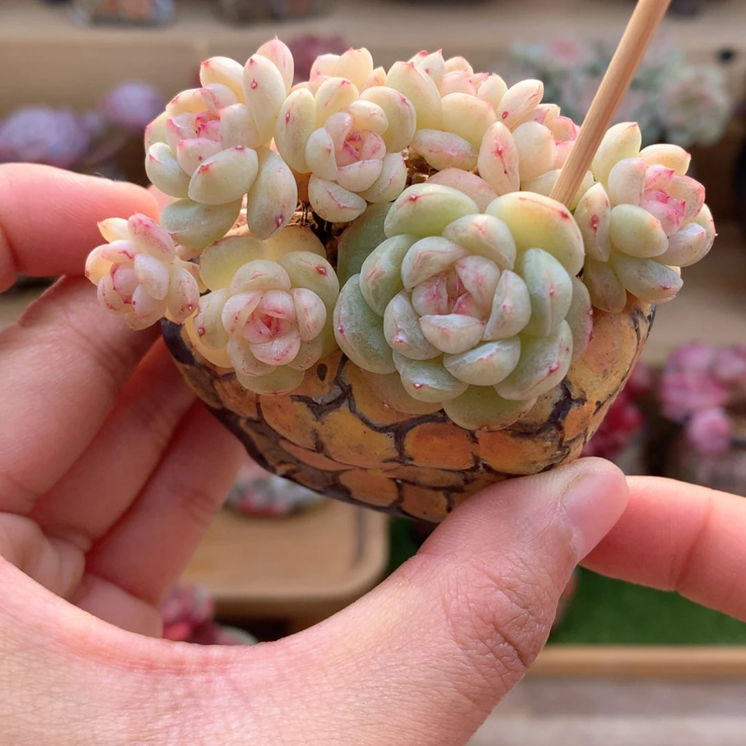 ?****?糖心一物一拍福利