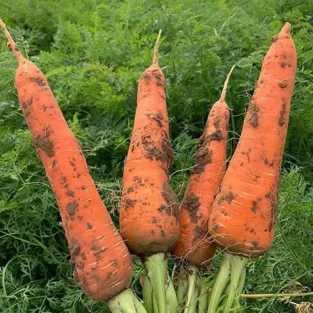 河南沙地种植新鲜胡萝卜产地直发可榨汁可雕花应季时蔬