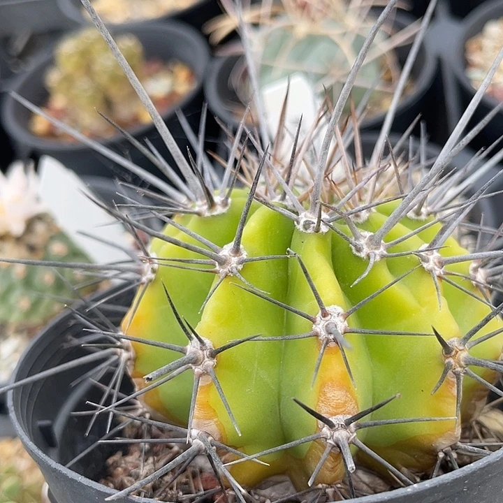 强刺属实生裸根发货