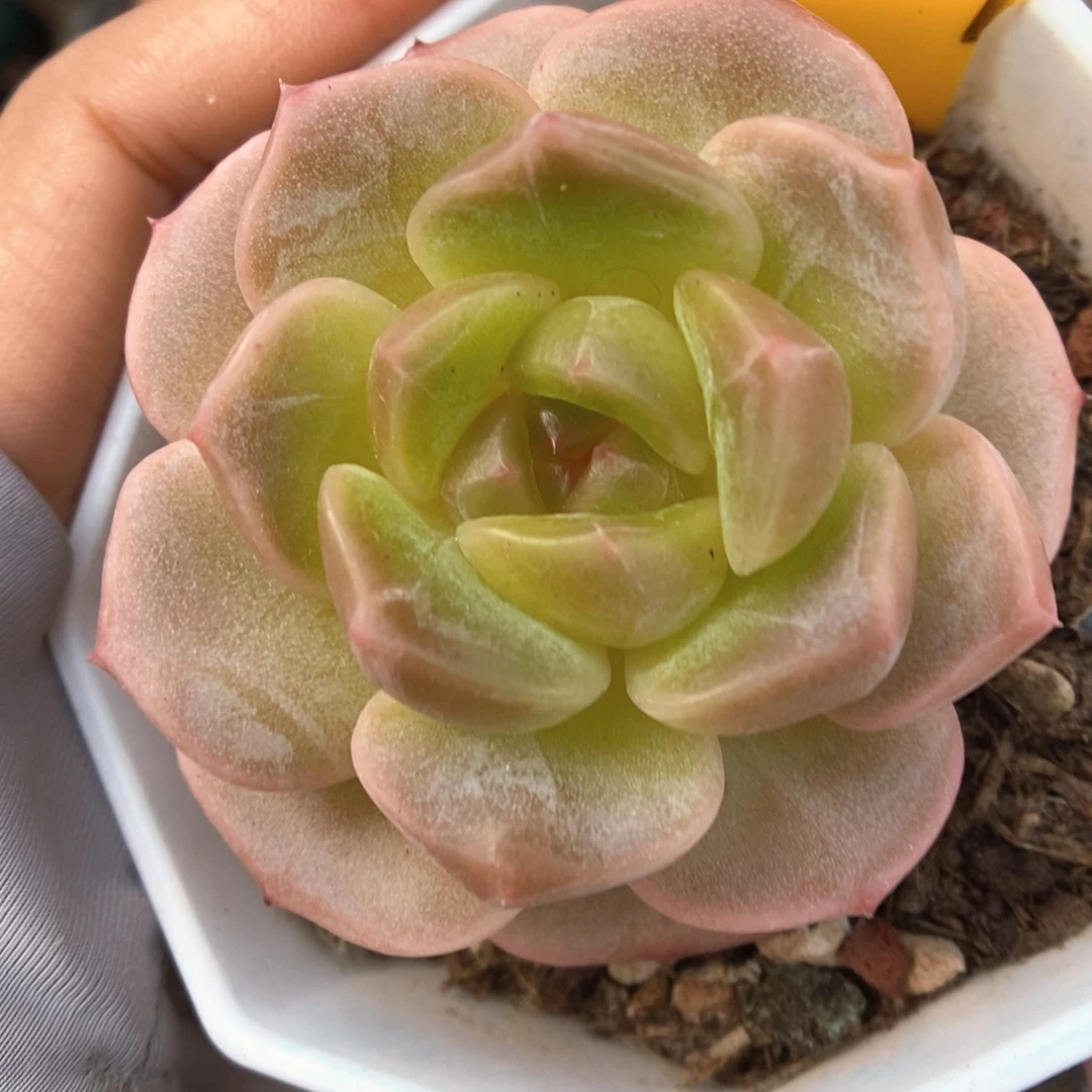 油透珍妮可拍494号。