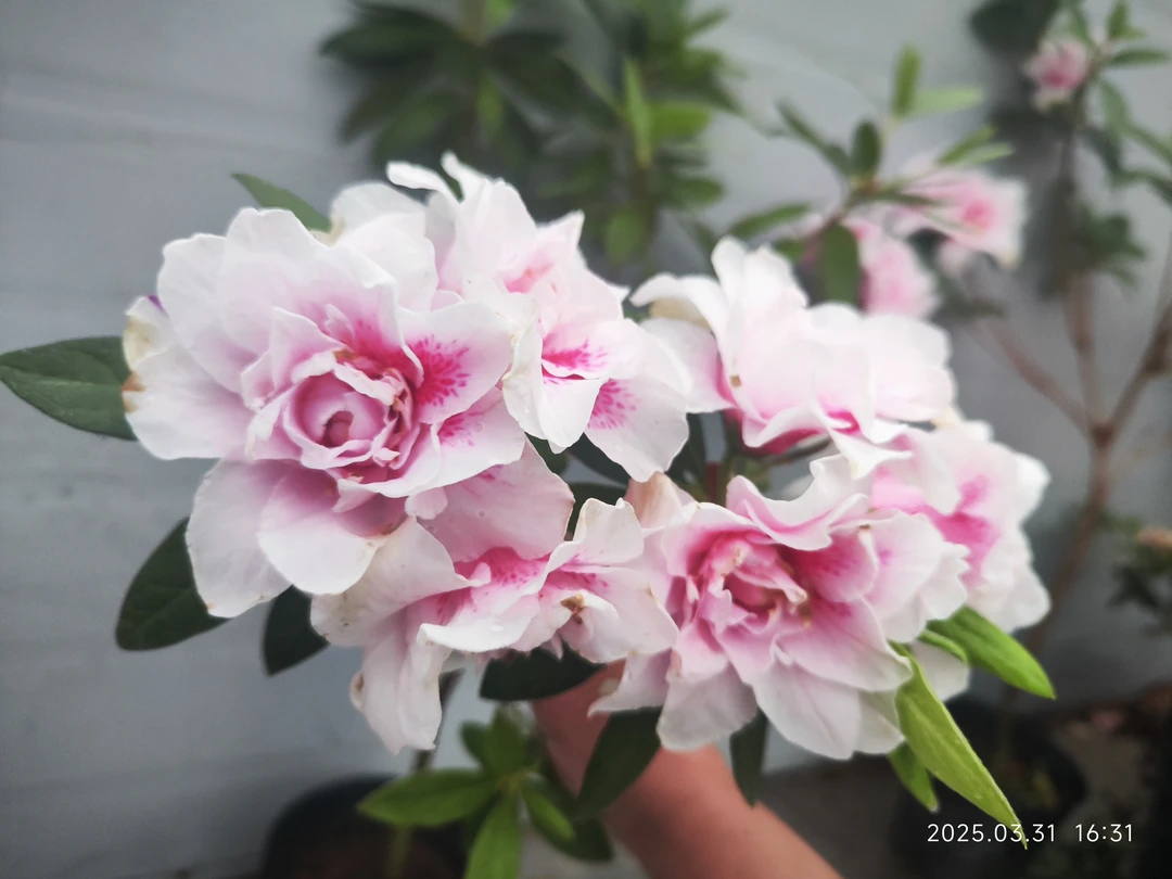 千重大粉杜鹃花盆栽粉色重瓣大花型春鹃耐寒耐热好养庭院花园绿植