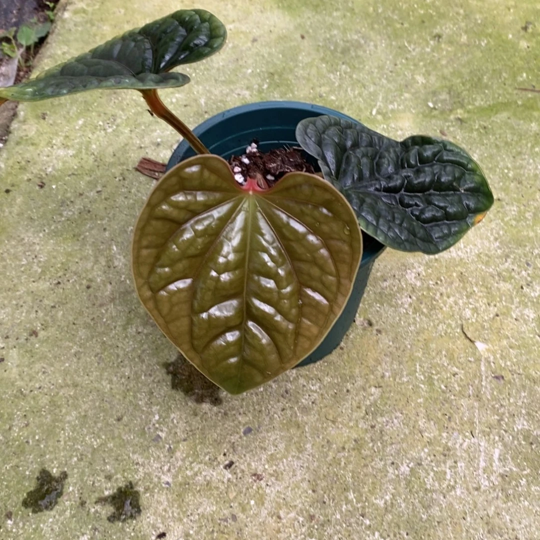 不开花植物初代奢侧芽