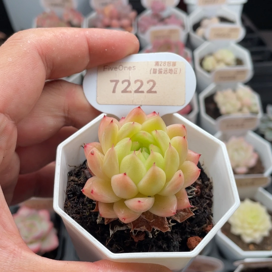 晴空珍妮7222-4.5厘米